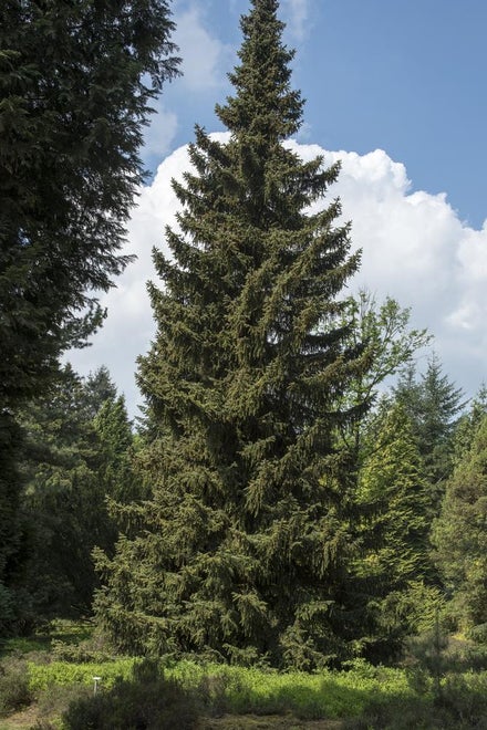 Søjlegran (Picea omorika)